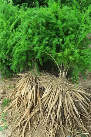 Asparagus roots