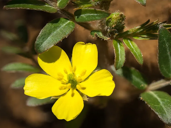Gokshura Plant
