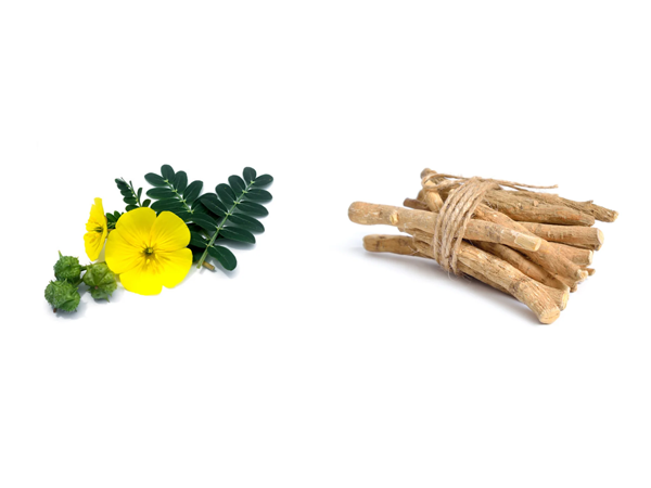 Gokshura and Ashwagandha