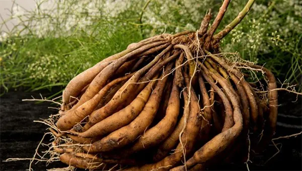 Tuberous roots of Shatavari