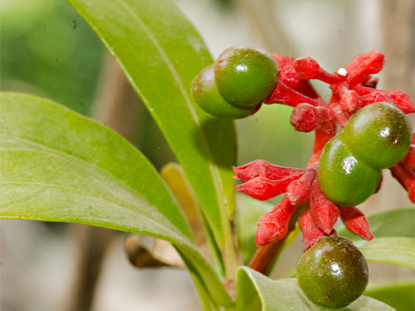 sarpagandha plants