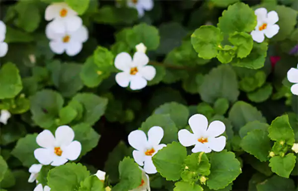 Brahmi plant