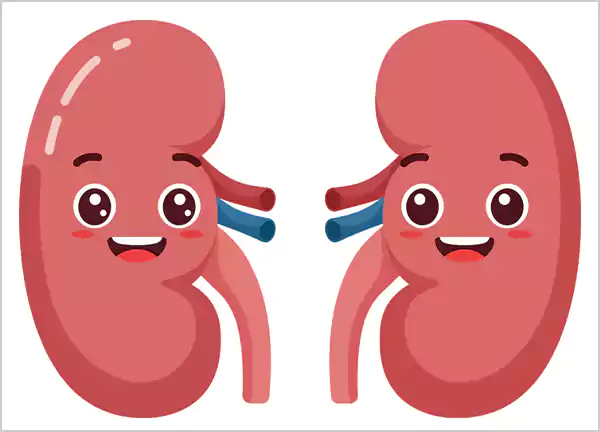 Gokshura benefits for kidney