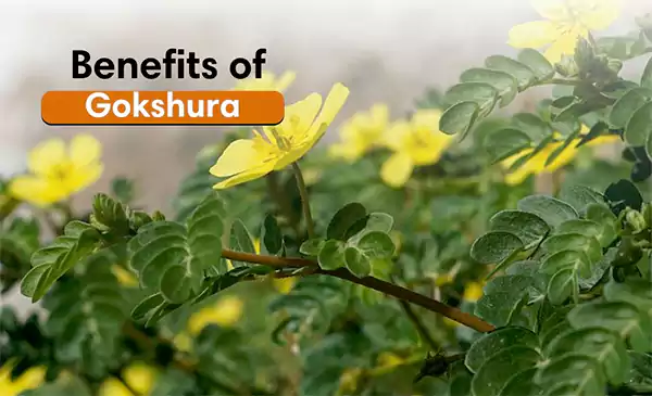 Health Benefits of Gokshura