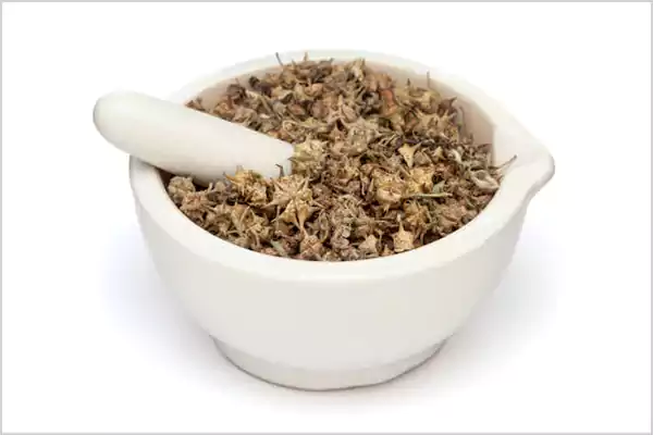 Side effects of Gokshura