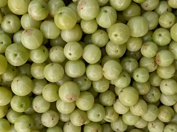 Amla Ayurvedaeda