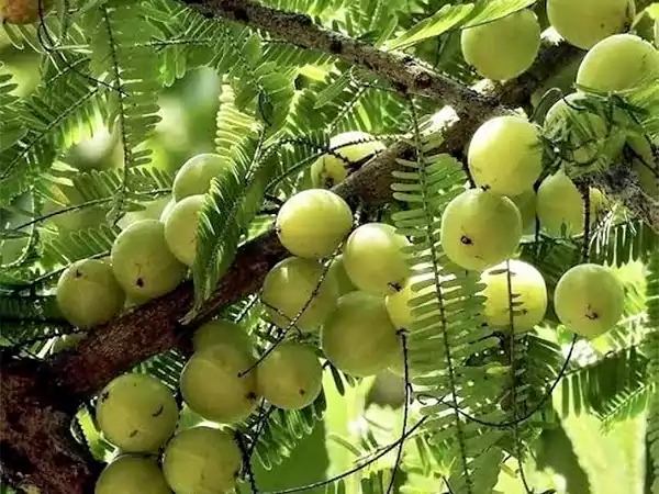 Amla iAyurvedada