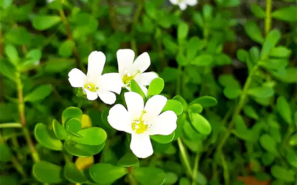 Brahmi plant