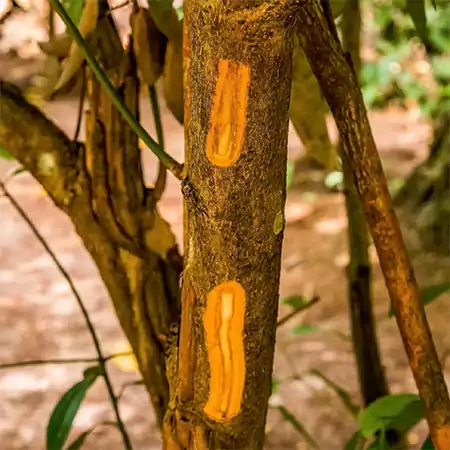 Cinnamomum Verum tree