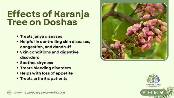 Effects of Karanja Tree on Doshas