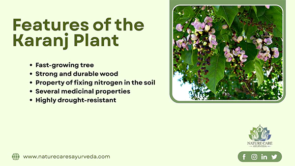 Features of the Karanj Plant