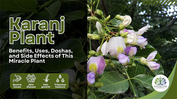 Karanja Plants