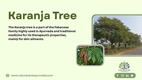 Karanja Trees