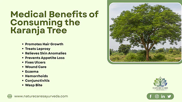 Medical Benefits of Consuming the Karanja Tree