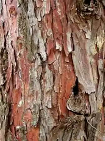 Ashoka Bark