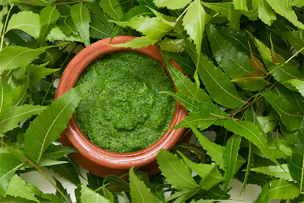 Neem Leaves
