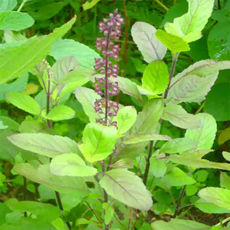 Rama Tulsi