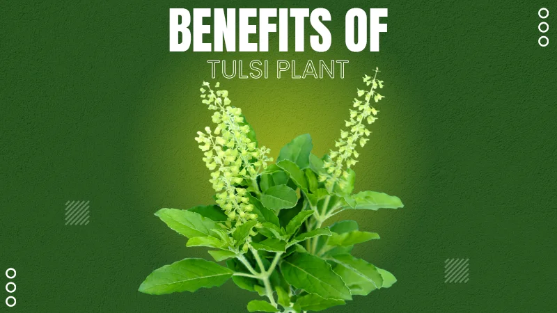 Tulsi Plant