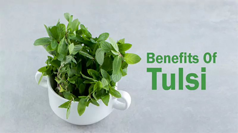 d-Benefits of Tulsi Plant