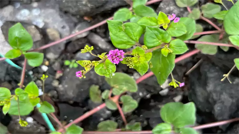 d-Punarnava Benefits