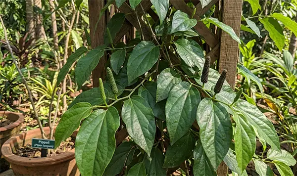 Long Pepper Plant