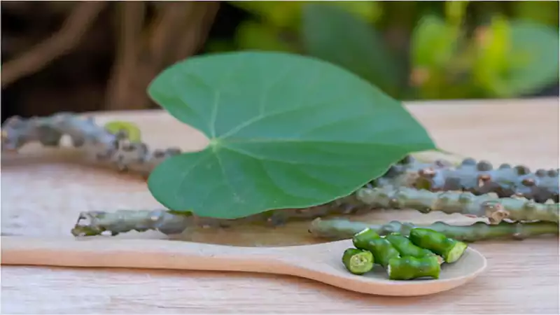 d-Giloy Benefits in Ayurveda