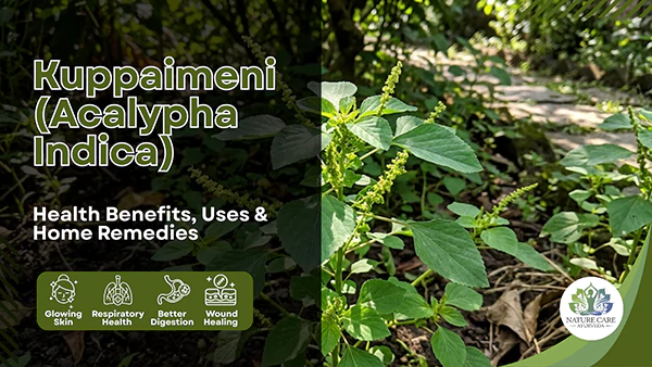 Kuppaimeni Benefits Uses And Home Remedies