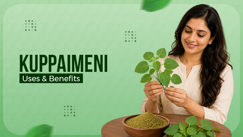 Kuppaimeni Benefits & Uses