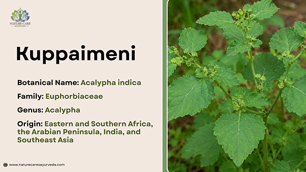 Kuppaimeni Botanical Name