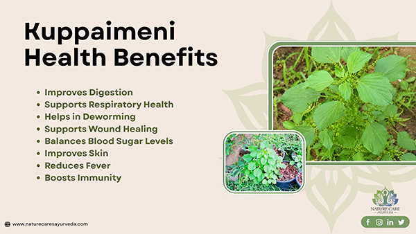Kuppaimeni Health Benefits