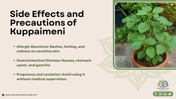 Side Effects of Kuppaimeni and Precautions for Kuppaimeni
